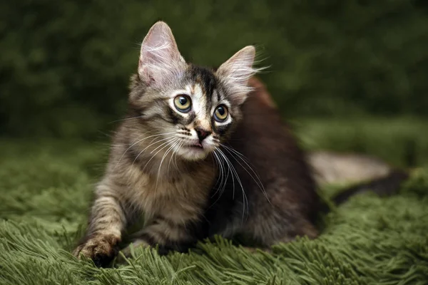 Klein Schattig Gestreept Kitten Een Groene Achtergrond — Stockfoto