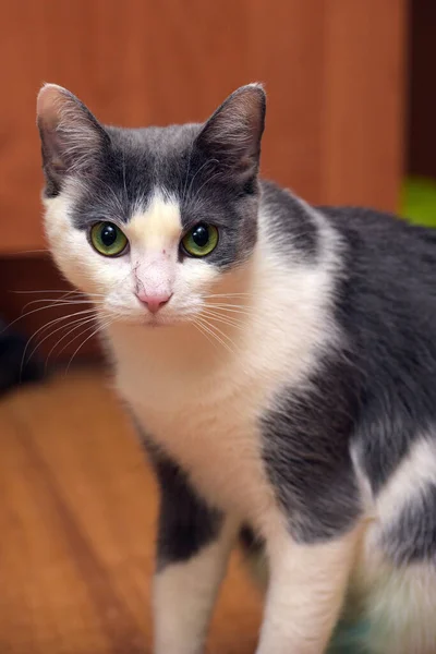 Graue Und Weiße Kurzhaarkatze Mit Grünen Augen — Stockfoto