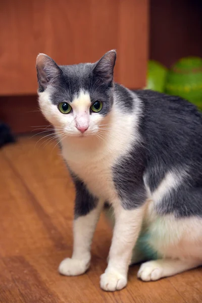 Grijze Witte Steno Kat Met Groene Ogen — Stockfoto