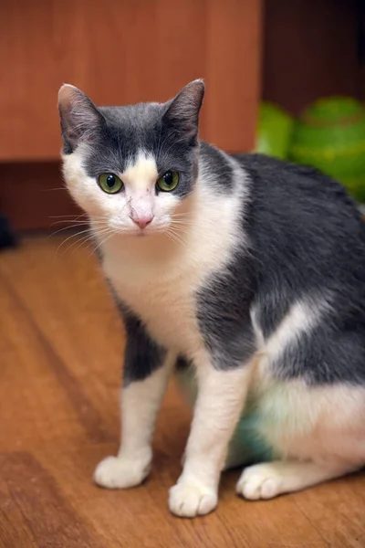 Gri Beyaz Yeşil Gözlü Kısa Boylu Kedi — Stok fotoğraf