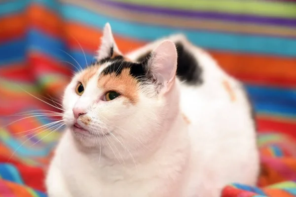 Cute Tricolor Cat Lies Sofa — Stock Photo, Image