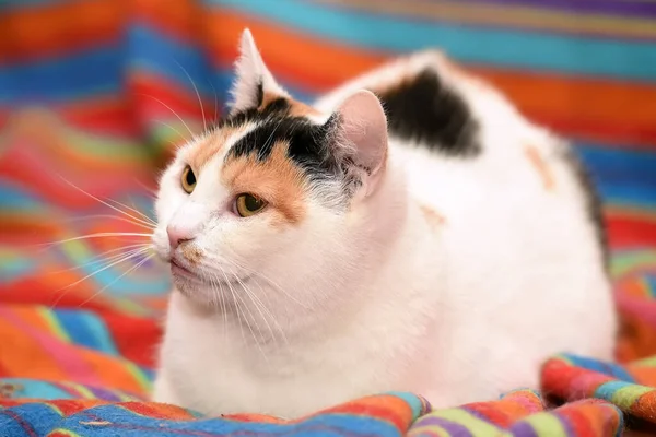 Schattig Tricolor Kat Ligt Een Bank — Stockfoto