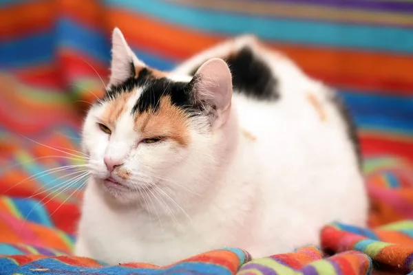 Cute Tricolor Cat Lies Sofa — Stock Photo, Image