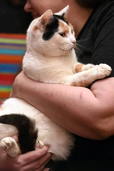 所有者の腕の三色の猫 — ストック写真