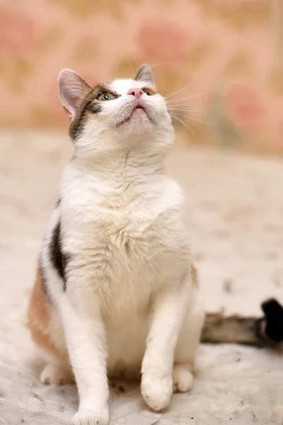 Tricolor Katze Weiß Mit Rot Und Schwarz — Stockfoto
