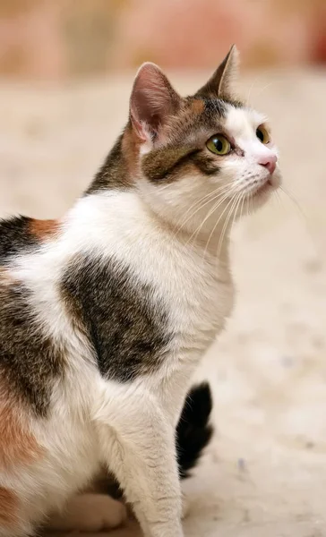 Gato Tricolor Branco Com Vermelho Preto — Fotografia de Stock