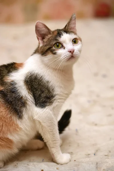 Gatto Tricolore Bianco Con Rosso Nero — Foto Stock