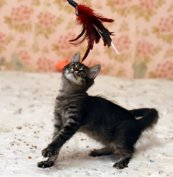 Bonito Escuro Fofo Gatinho Joga Capturas — Fotografia de Stock