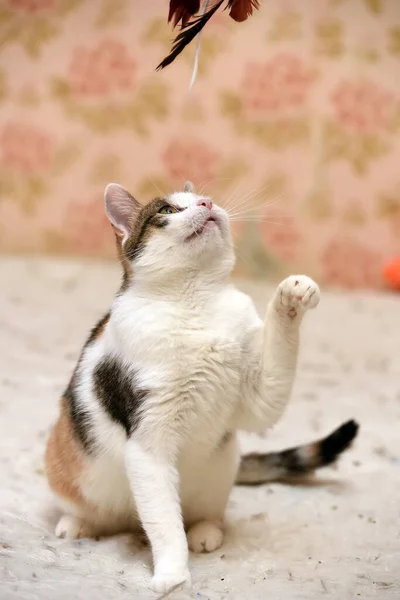 Trikolóra Kočka Bílá Červenými Černými Úlovky — Stock fotografie