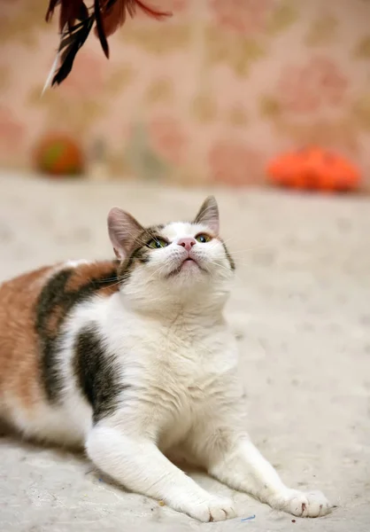 Трехцветная Кошка Белая Красными Черными Играми Ловит — стоковое фото