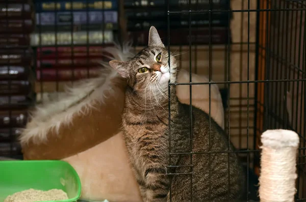 Kahverengi Tekir Kedi Bir Barınakta Kafeste — Stok fotoğraf