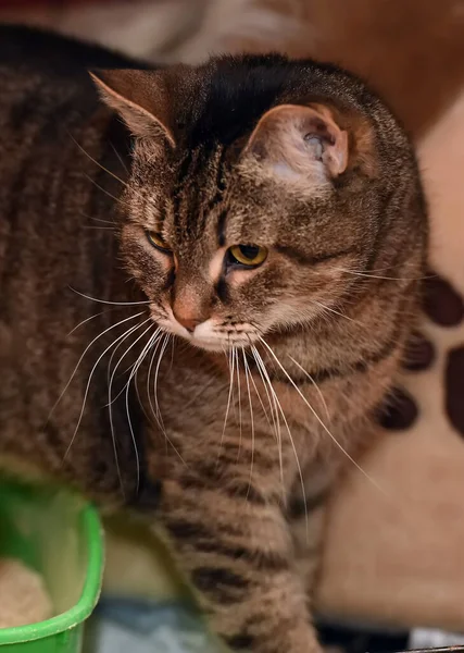 Braune Gestromte Katze Käfig Tierheim — Stockfoto