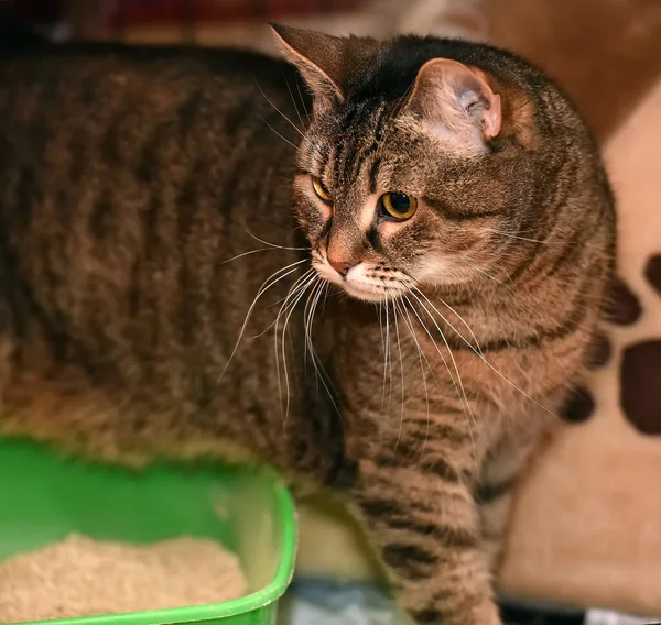 Gato Tabby Marrón Una Jaula Refugio — Foto de Stock