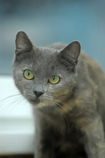 Gray Red Cat Green Eyes Portrait — Stock Photo, Image