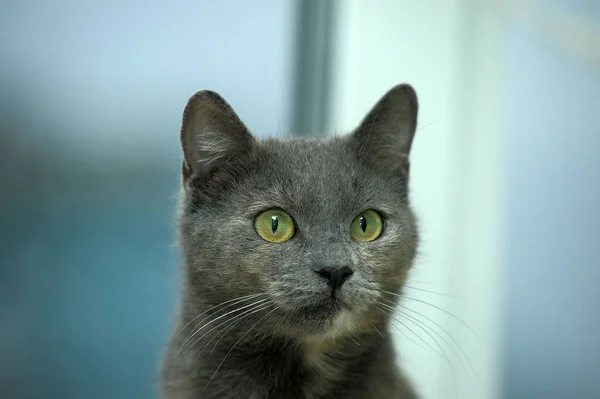 Gris Con Gato Rojo Con Ojos Verdes Retrato — Foto de Stock