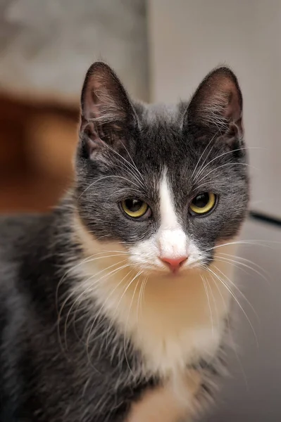 Grau Und Weiß Schöne Kurzhaarkatze Porträt — Stockfoto