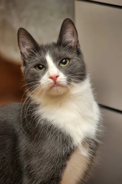 Γκρι Και Άσπρο Όμορφο Πορτρέτο Γάτα Shorthair — Φωτογραφία Αρχείου