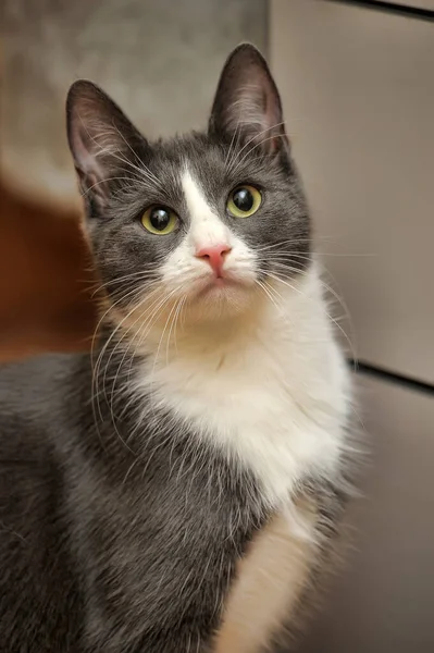 Cinza Branco Belo Retrato Gato Shorthair — Fotografia de Stock