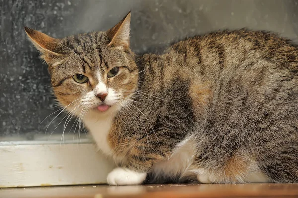 Rayas Con Gato Blanco Sobresaliendo Lengua — Foto de Stock