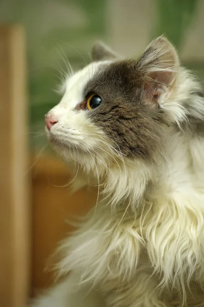 Grå Med Vit Vacker Fluffig Långhårig Katt Porträtt — Stockfoto