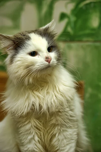 Gris Con Blanco Hermoso Peludo Largo Pelo Retrato Gato — Foto de Stock