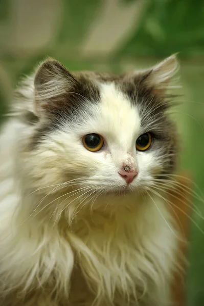 Grau Mit Weißen Schönen Flauschigen Langhaarigen Katzenporträt — Stockfoto