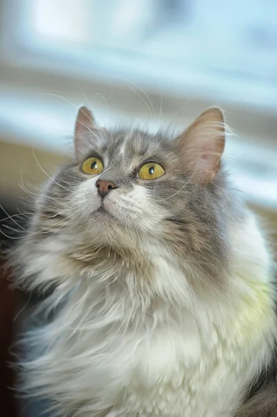 Cinza Com Branco Bonito Fofo Gato Cabelos Compridos Retrato — Fotografia de Stock