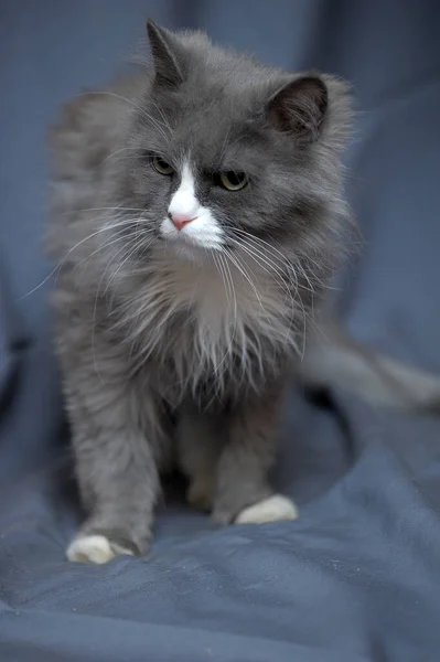 Šedá Bílou Krásnou Načechranou Dlouhosrstý Kočičí Portrét — Stock fotografie