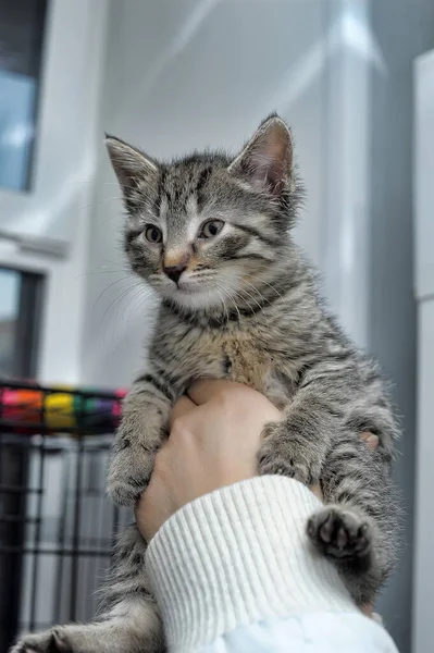 避難所で子猫を手にしたかわいい面白いストライプ — ストック写真