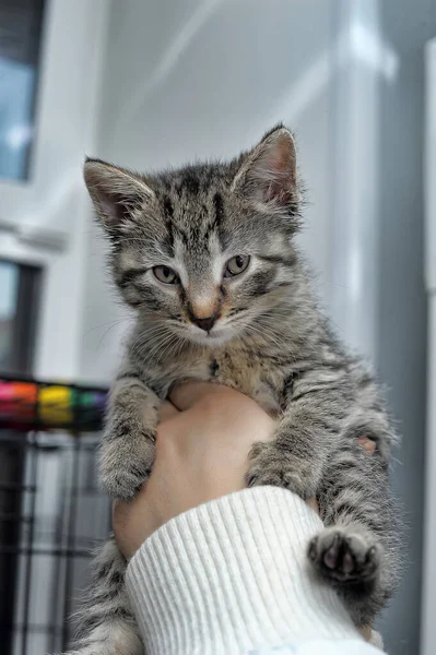 Bonito Engraçado Listrado Gatinho Mãos Abrigo — Fotografia de Stock