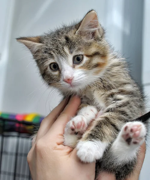 Bonito Engraçado Listrado Gatinho Mãos Abrigo — Fotografia de Stock
