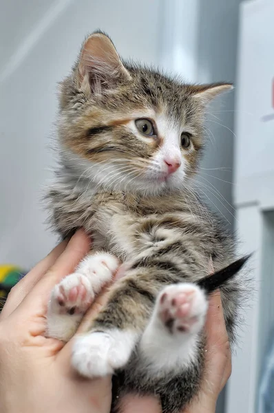 Cute Funny Striped Kitten Hands Shelter — Stock Photo, Image