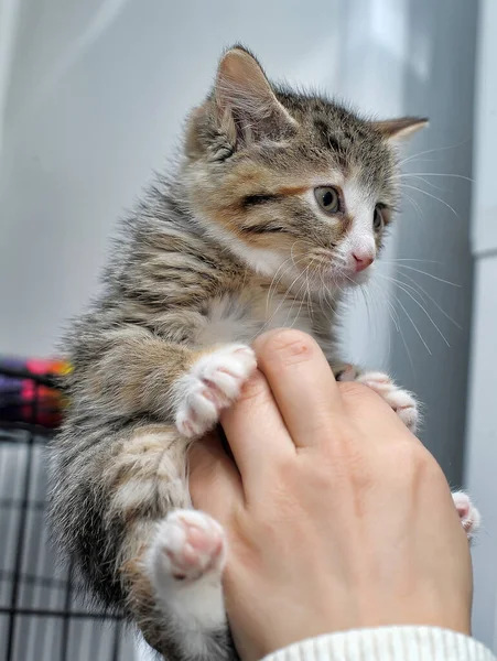 Sığınakta Elinde Sevimli Çizgili Kedi Yavrusu — Stok fotoğraf