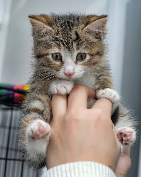 Schattig Grappig Gestreept Kitten Handen Schuilplaats — Stockfoto