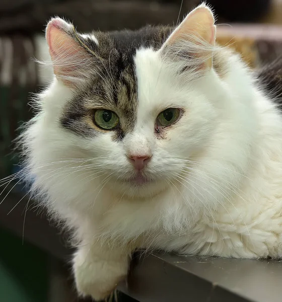 Šedá Bílou Krásnou Načechranou Dlouhosrstý Kočičí Portrét — Stock fotografie