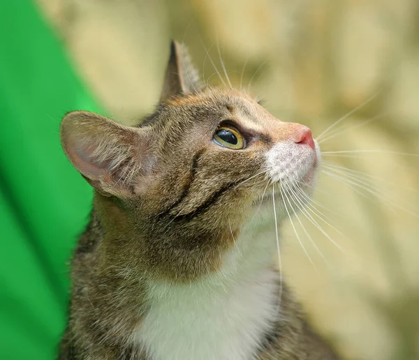 Trikolor Červeně Pruhovaným Kočičím Portrétem — Stock fotografie