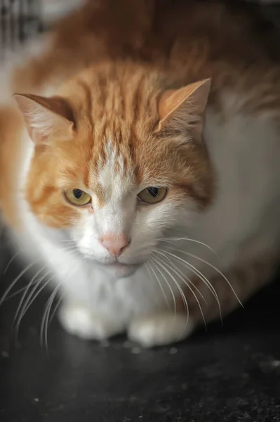 Vermelho Branco Bonito Gato — Fotografia de Stock