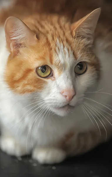 Kırmızı Beyaz Sevimli Kedi — Stok fotoğraf