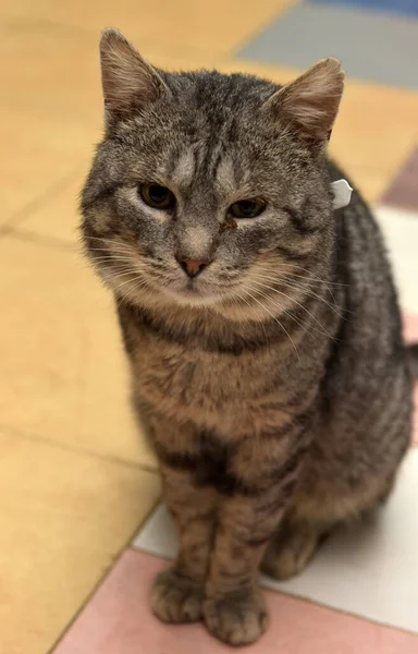 Gatto Tabby Con Uno Sguardo Raggrinzito Grandi Occhi — Foto Stock