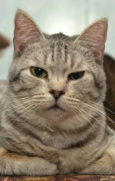 Hermoso Gris Gato Con Rayas Mentiras Pursed Patas — Foto de Stock