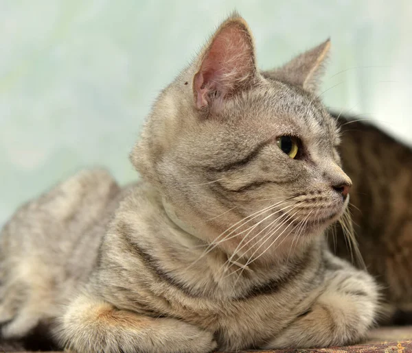 Mooie Grijze Kat Met Strepen Ligt Gepantserde Pootjes — Stockfoto