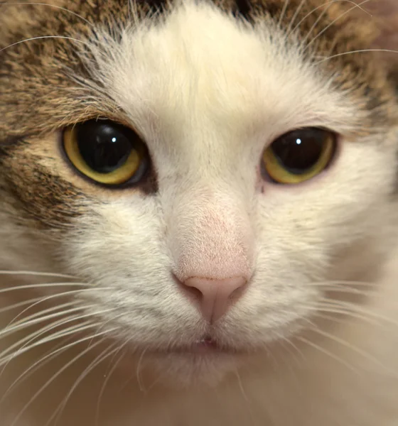 White Brown Cat Lies — Stock Photo, Image