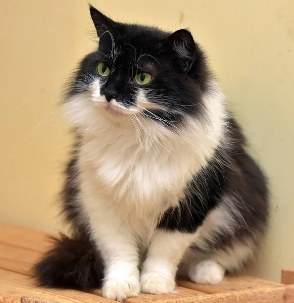 黒と白のロングヘアの猫 — ストック写真