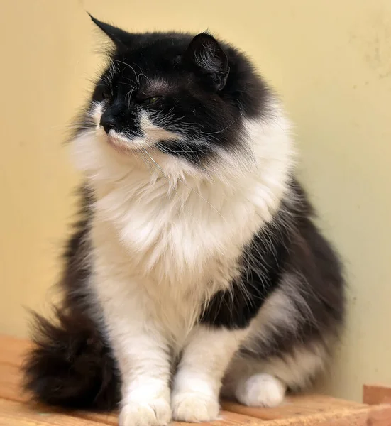 Black White Longhair Cat — Stock Photo, Image