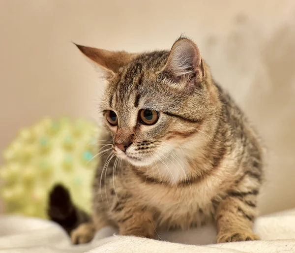 Gato Tabby Con Una Mirada Harapienta Ojos Grandes — Foto de Stock