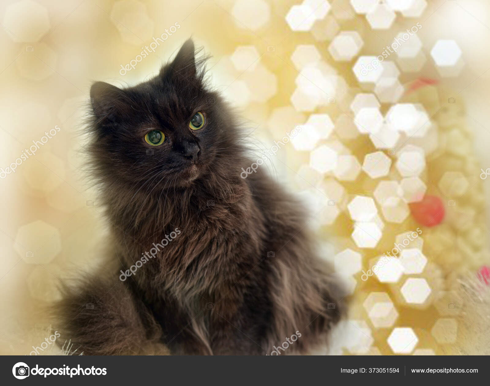 Chantilly Tiffany Stock Photos Royalty Free Chantilly Tiffany Images Depositphotos