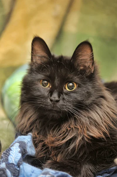 黄色の目を持つ黒ふわふわチャンティリーティファニー猫 — ストック写真