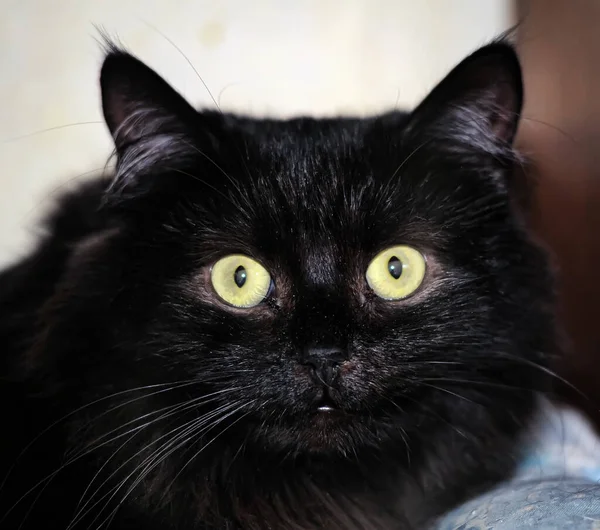 Black Fluffy Chantilly Tiffany Cat Yellow Eyes — Stock Photo, Image