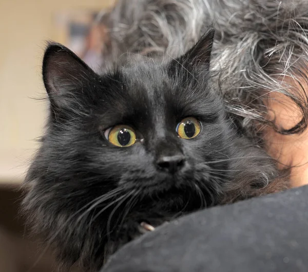 Black Fluffy Chantilly Tiffany Cat Yellow Eyes — Stock Photo, Image