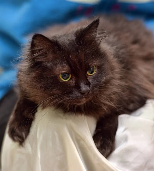 Black Fluffy Chantilly Tiffany Cat Yellow Eyes — Stock Photo, Image